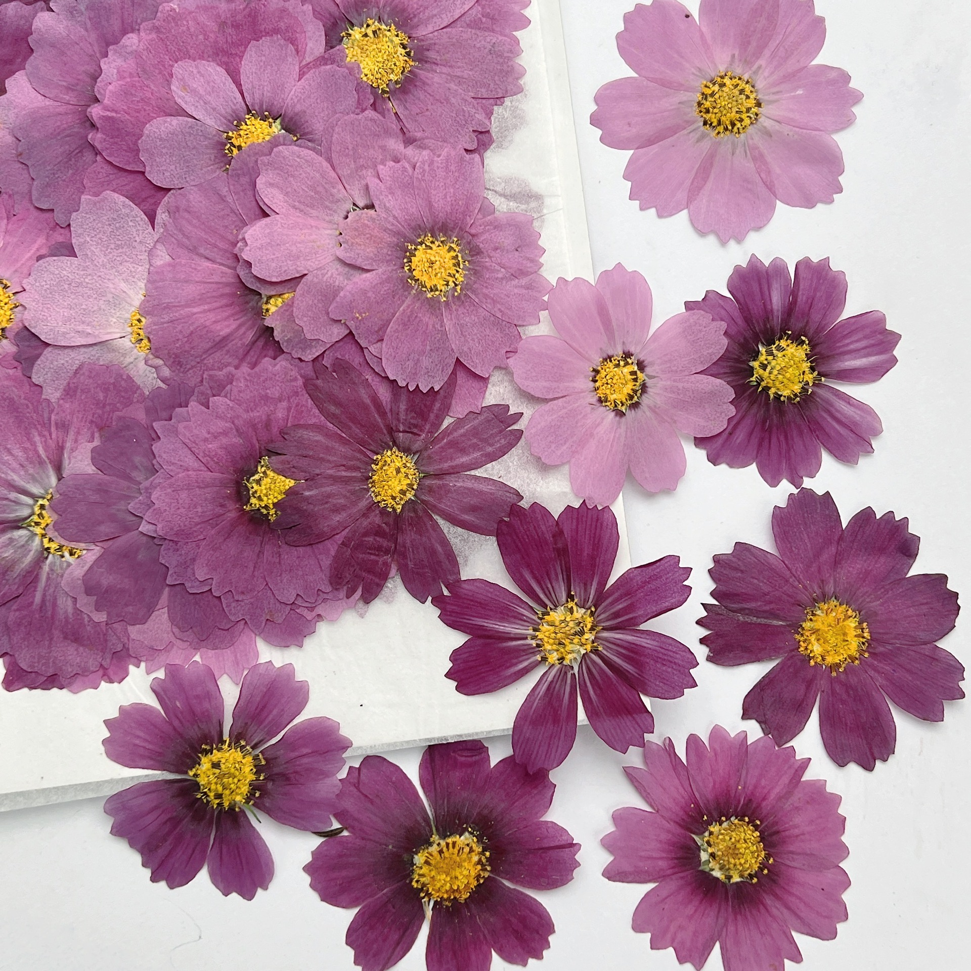 Dried Flower Bookmark - 100Pcs Cosmos Dried Flower Pressed Plant