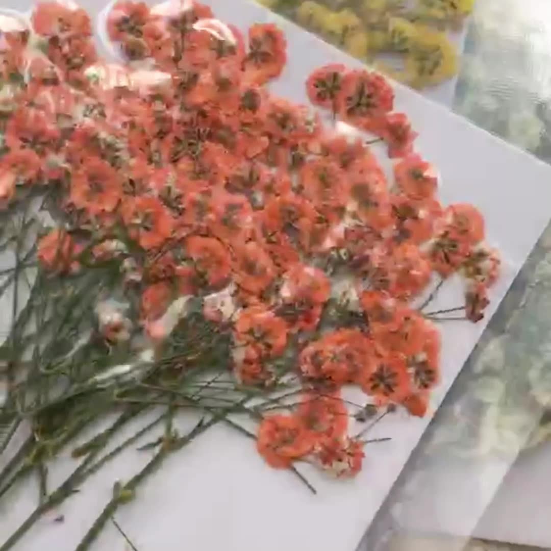 100 Pieces of Baby's Breath Pl – Dried Flower Bookmark recenzja i cena