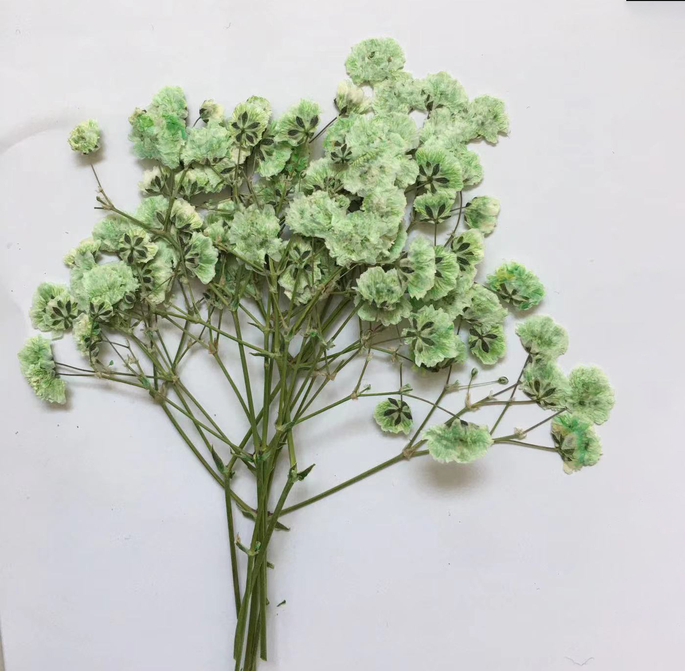 100 Pieces of Baby's Breath Pl – Dried Flower Bookmark recenzja i cena