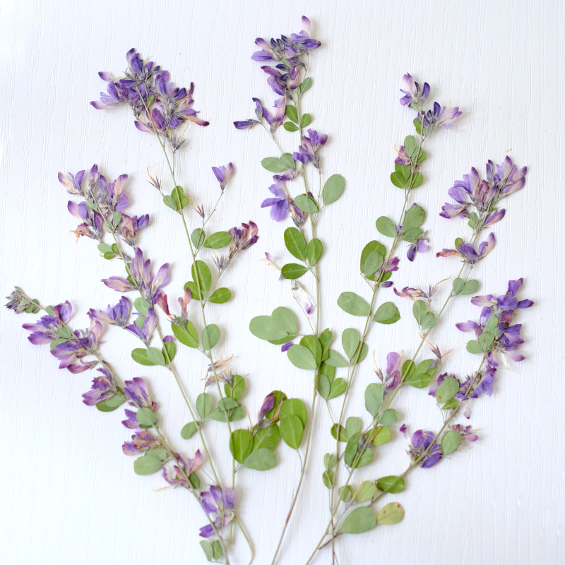 6pcs,nature Lespedeza Formosa  – Dried Flower Bookmark recenzja i cena