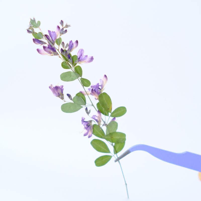 6pcs,nature Lespedeza Formosa  – Dried Flower Bookmark recenzja i cena