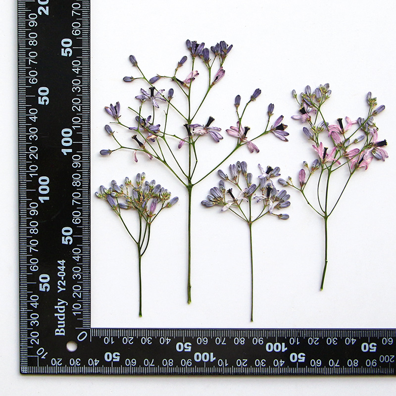 120pcs Pressed Dried Melia aze – Dried Flower Bookmark recenzja i cena