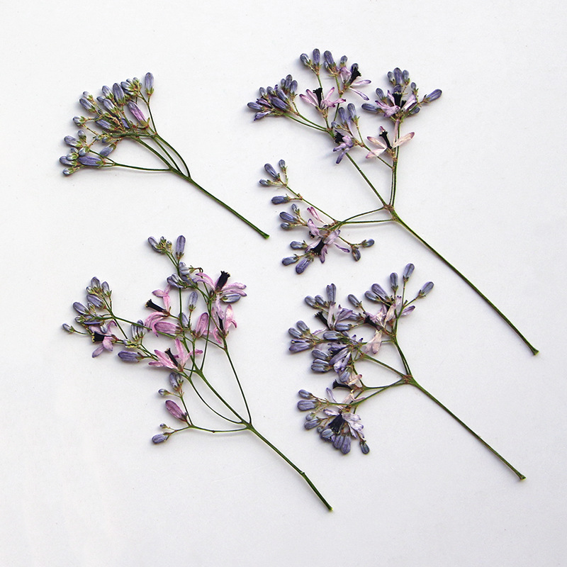 120pcs Pressed Dried Melia aze – Dried Flower Bookmark recenzja i cena