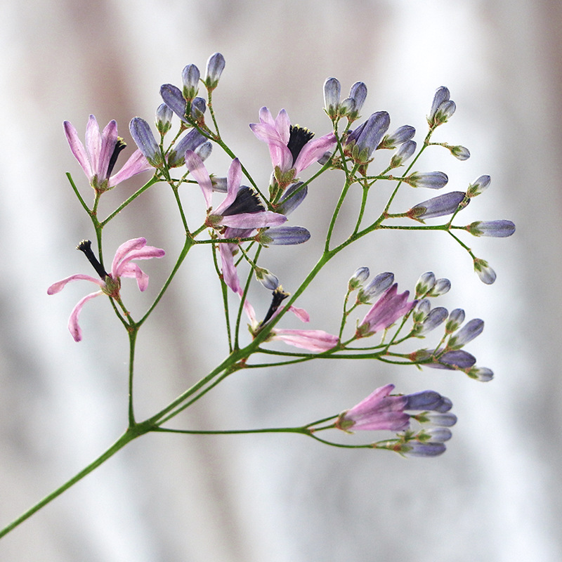 120pcs Pressed Dried Melia aze – Dried Flower Bookmark recenzja i cena