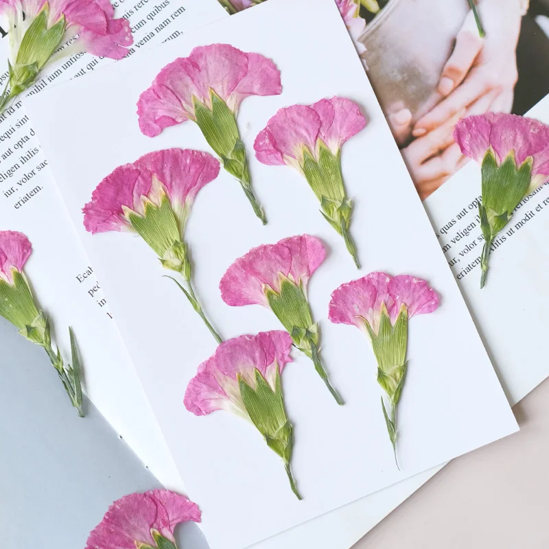 6pcs/4-7cm,Carnation dried flo – Dried Flower Bookmark recenzja i cena