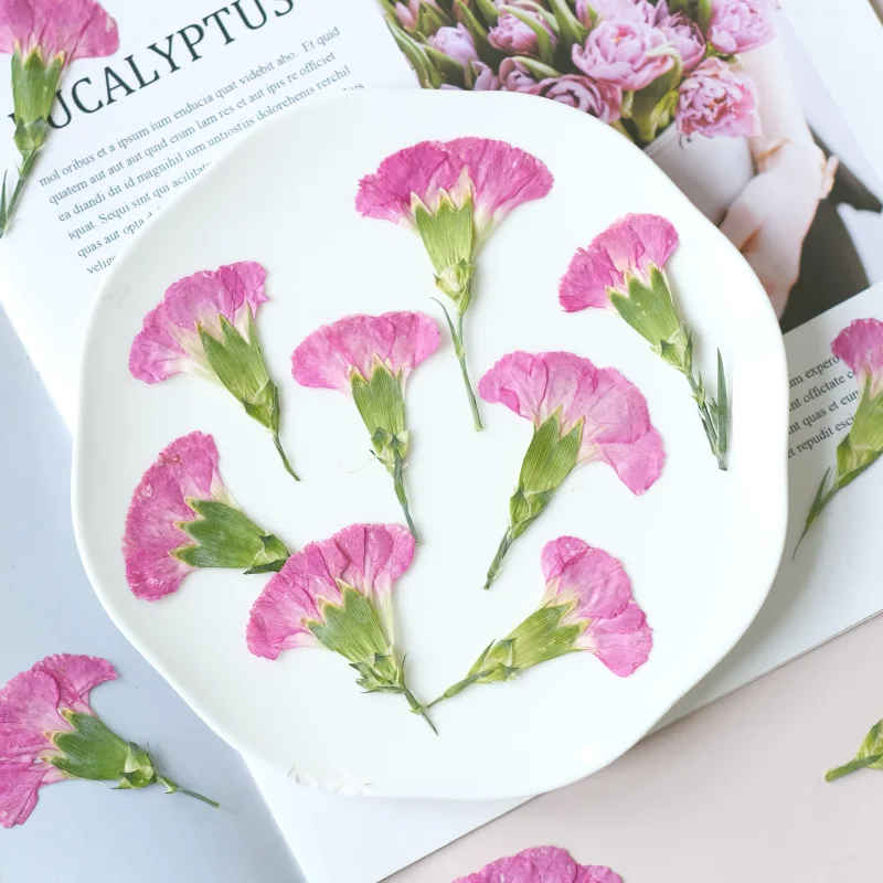 6pcs/4-7cm,Carnation dried flo – Dried Flower Bookmark recenzja i cena