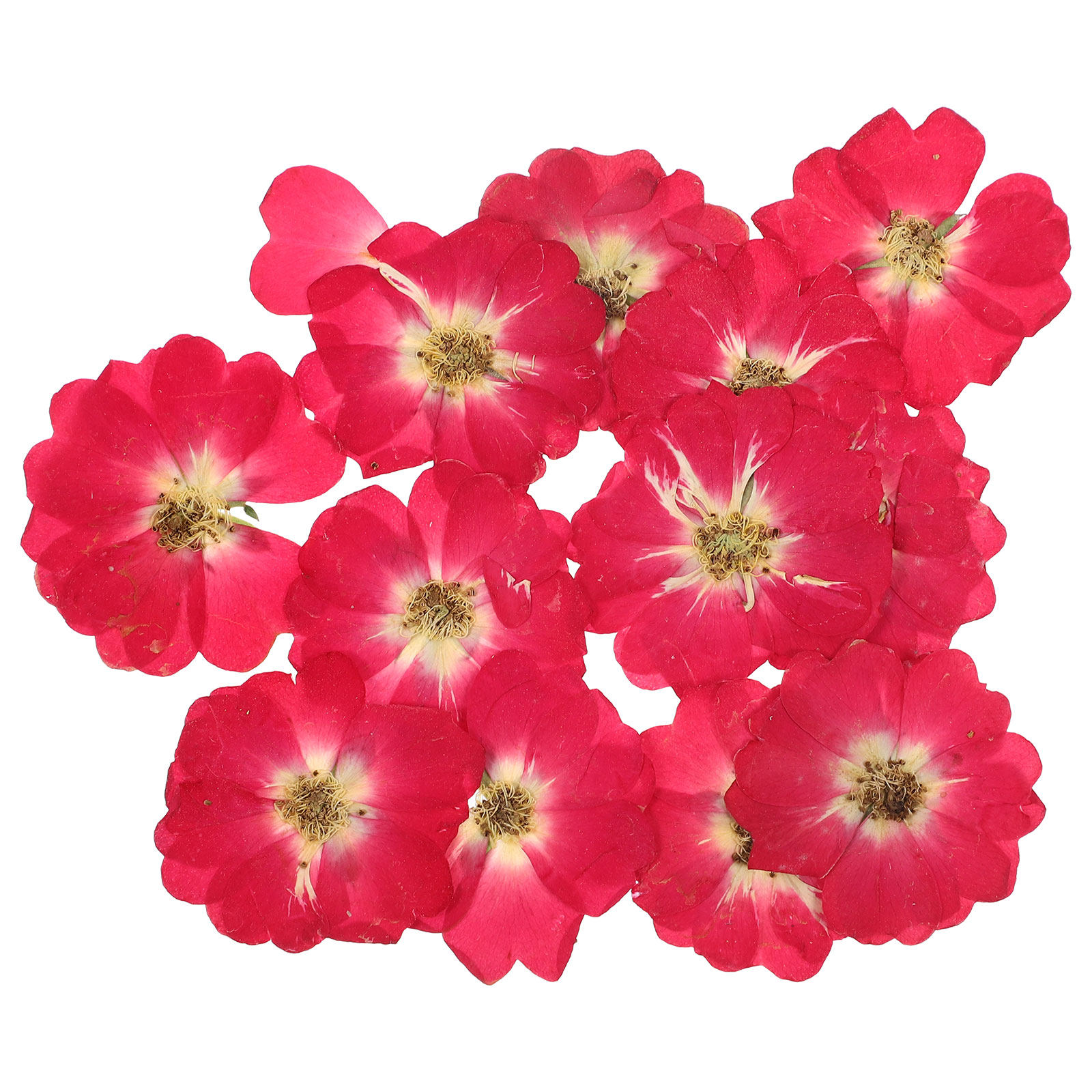 12Pcs Natural Dried Rose Press – Pressed Flower Art recenzja i cena