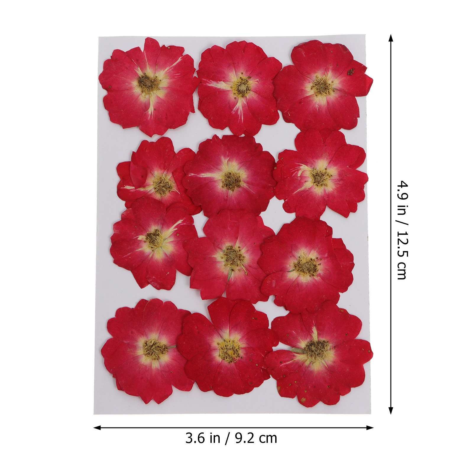 12Pcs Natural Dried Rose Press – Pressed Flower Art recenzja i cena