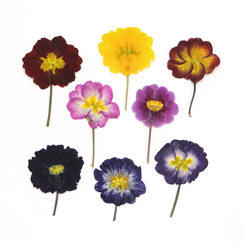 48Pcs European Primrose Teachi – Dried Flower Bookmark recenzja i cena