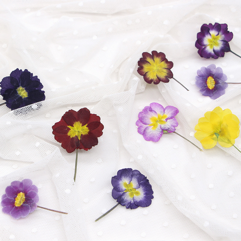 48Pcs European Primrose Teachi – Dried Flower Bookmark recenzja i cena