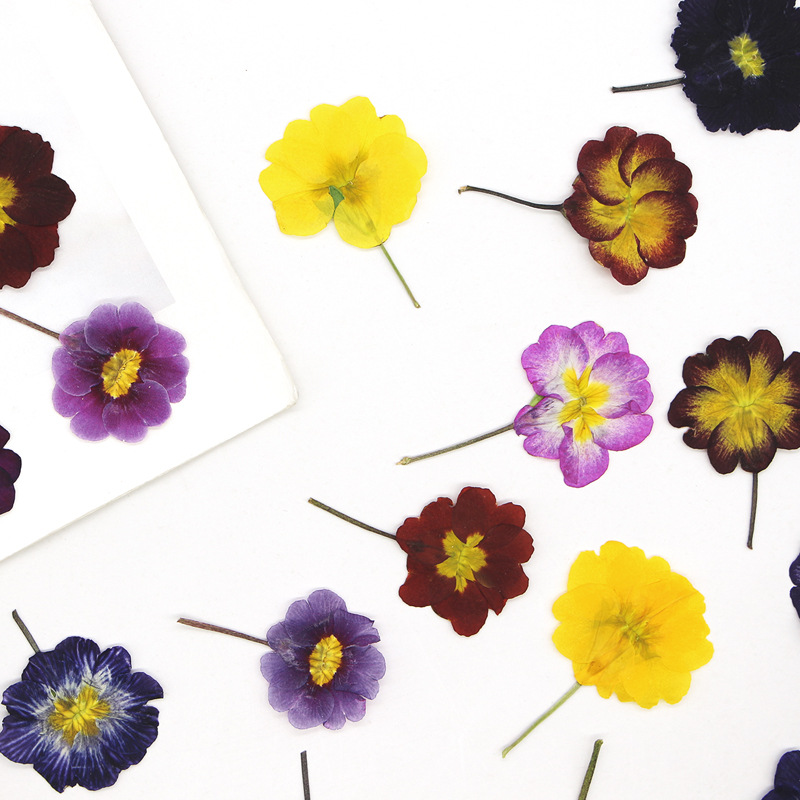 48Pcs European Primrose Teachi – Dried Flower Bookmark recenzja i cena