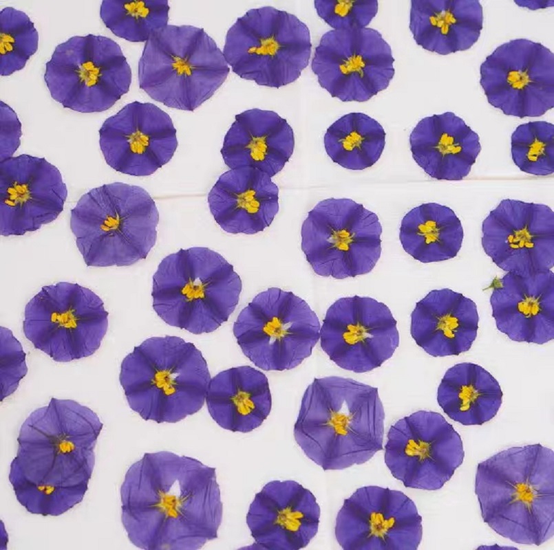 100pcs Pressed Dried Lycianthe – Dried Flower Bookmark recenzja i cena