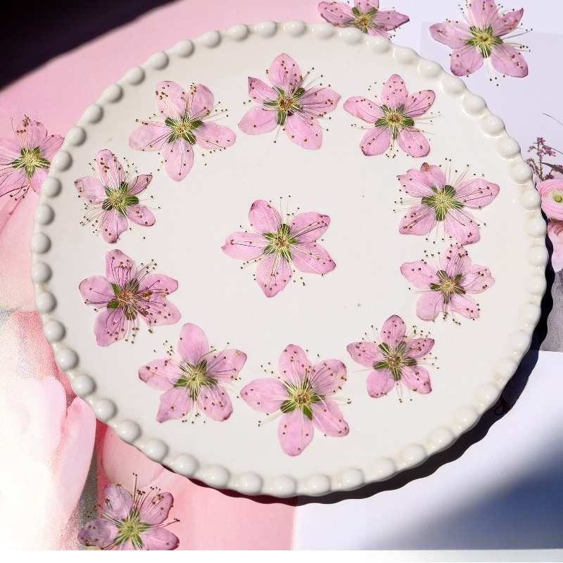 3-4cm./6pcs,Pink Peach Blossom – Dried Flower Bookmark recenzja i cena