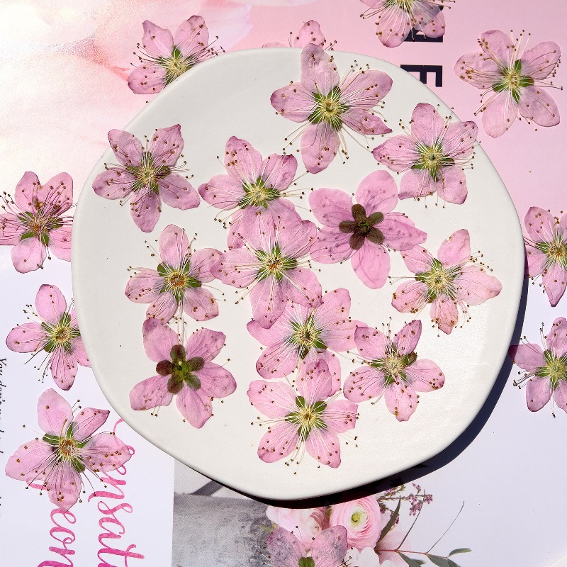 3-4cm./6pcs,Pink Peach Blossom – Dried Flower Bookmark recenzja i cena