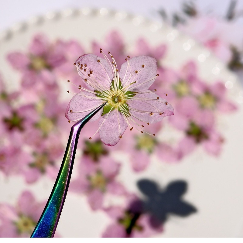 3-4cm./6pcs,Pink Peach Blossom – Dried Flower Bookmark recenzja i cena