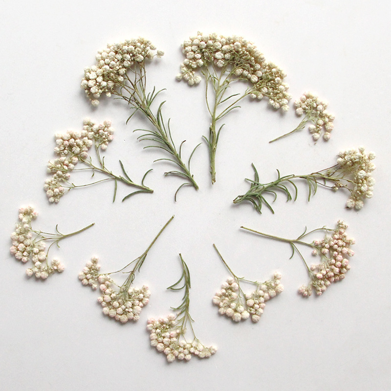 12pcs,Nature Millet flower bra – Dried Flower Bookmark recenzja i cena