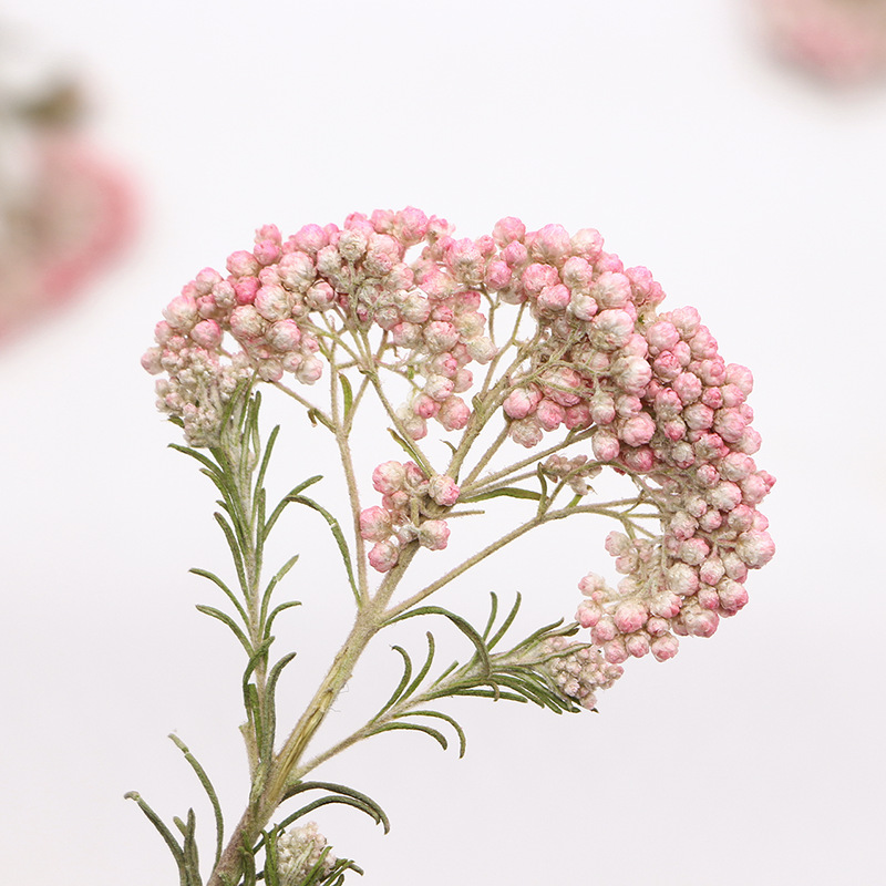 12pcs,Nature Millet flower bra – Dried Flower Bookmark recenzja i cena