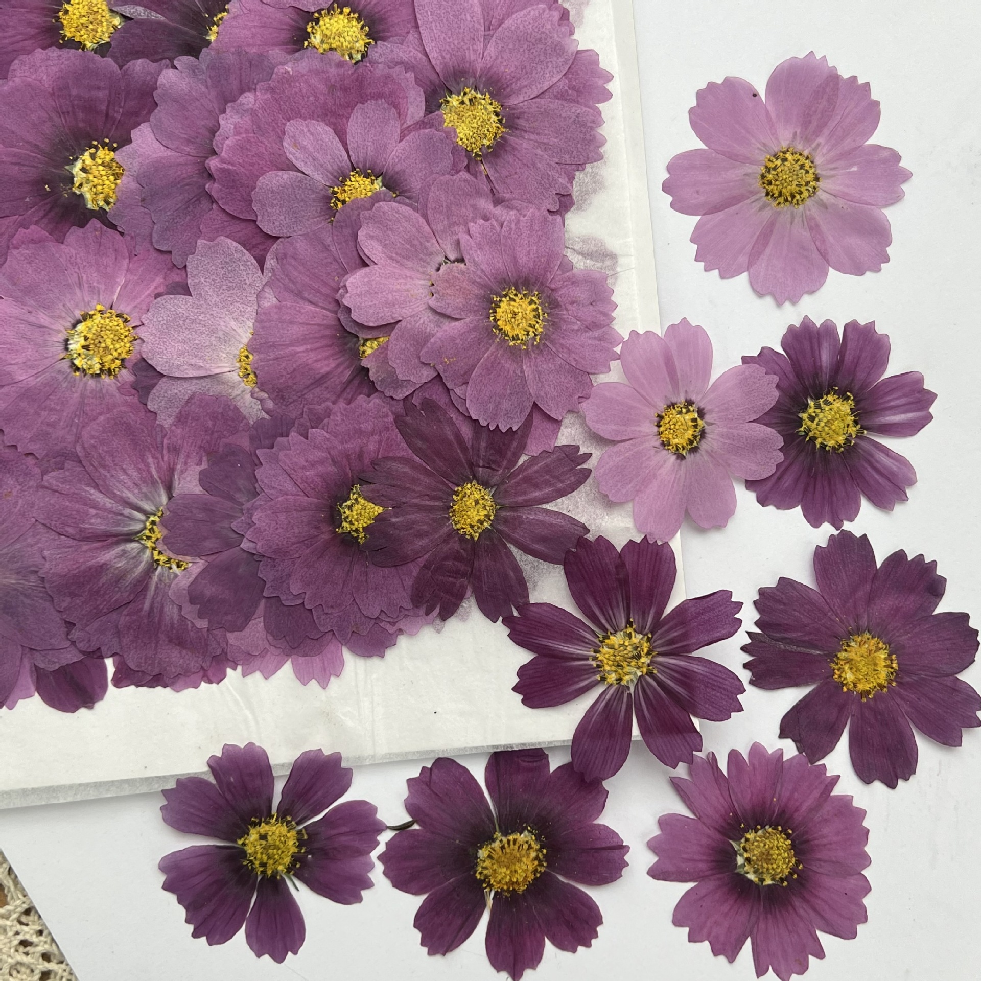 100Pcs Cosmos Dried Flower Pre – Dried Flower Bookmark recenzja i cena