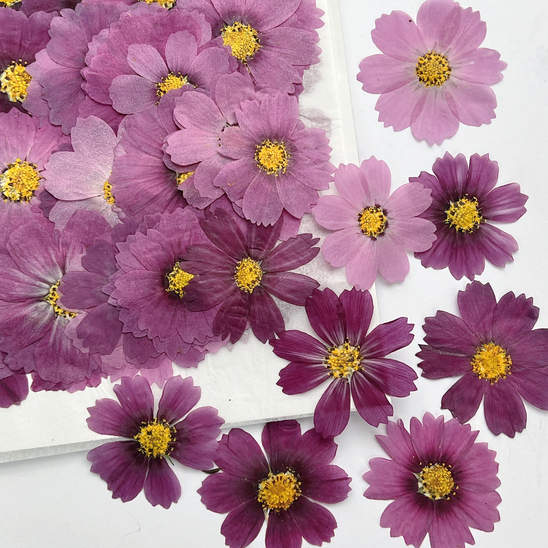 100Pcs Cosmos Dried Flower Pre – Dried Flower Bookmark recenzja i cena