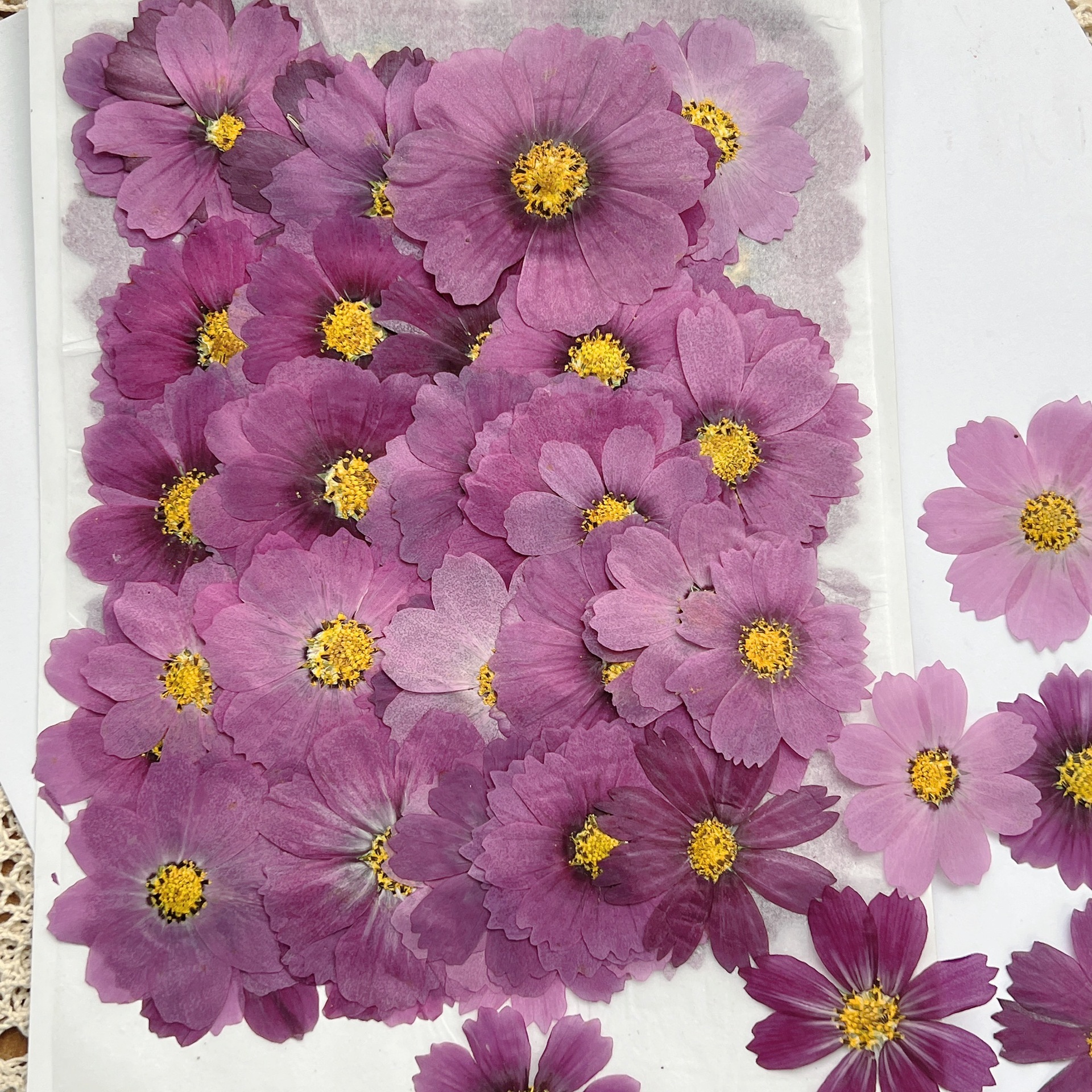 100Pcs Cosmos Dried Flower Pre – Dried Flower Bookmark recenzja i cena