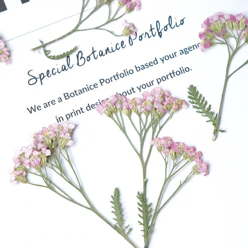 60pcs Pressed Dried Yarrow Ach – Dried Flower Bookmark recenzja i cena