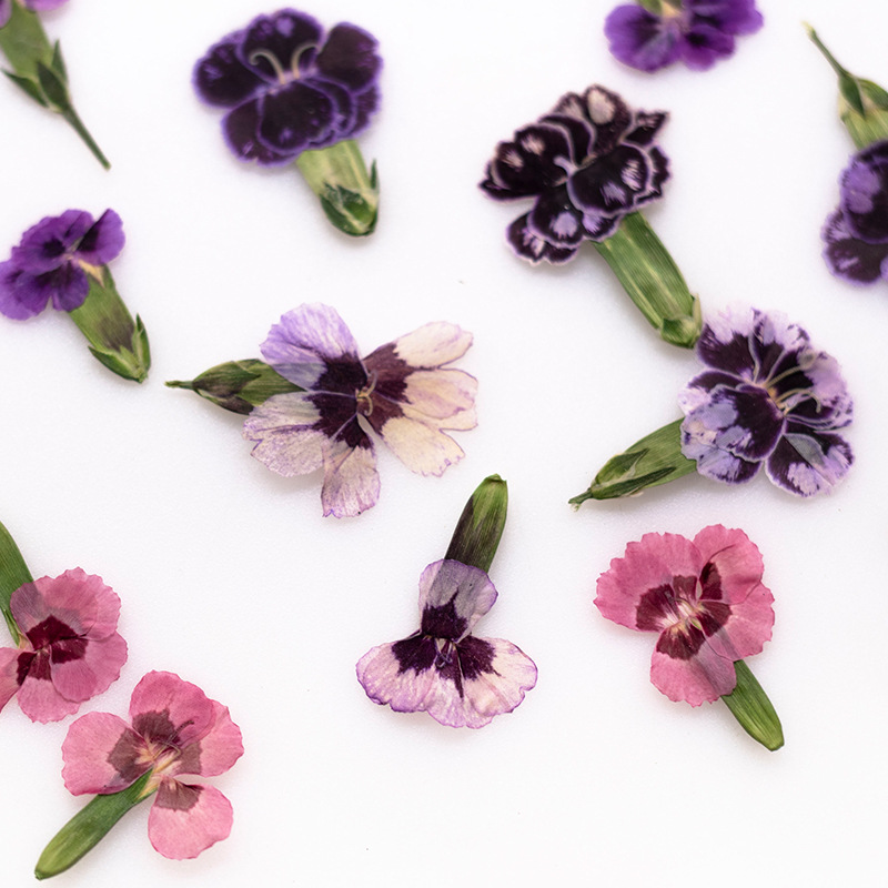 24pcs,Pressed Dried Dianthus F – Dried Flower Bookmark recenzja i cena