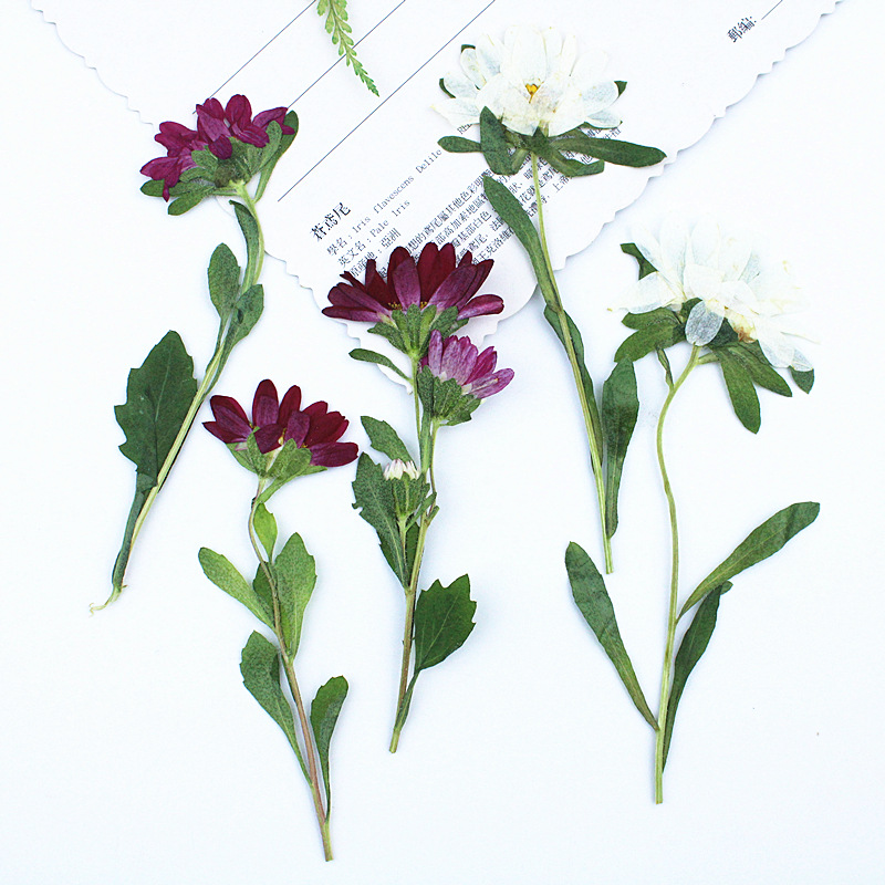 24pcs,Mini Chrysanthemum Press – Dried Flower Bookmark recenzja i cena