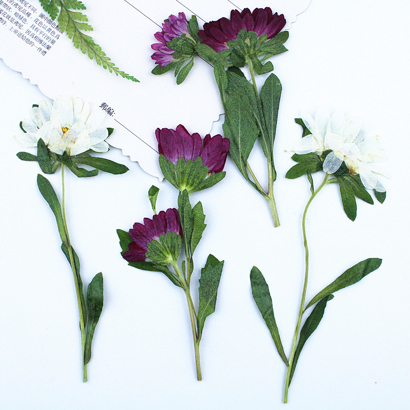 24pcs,Mini Chrysanthemum Press – Dried Flower Bookmark recenzja i cena
