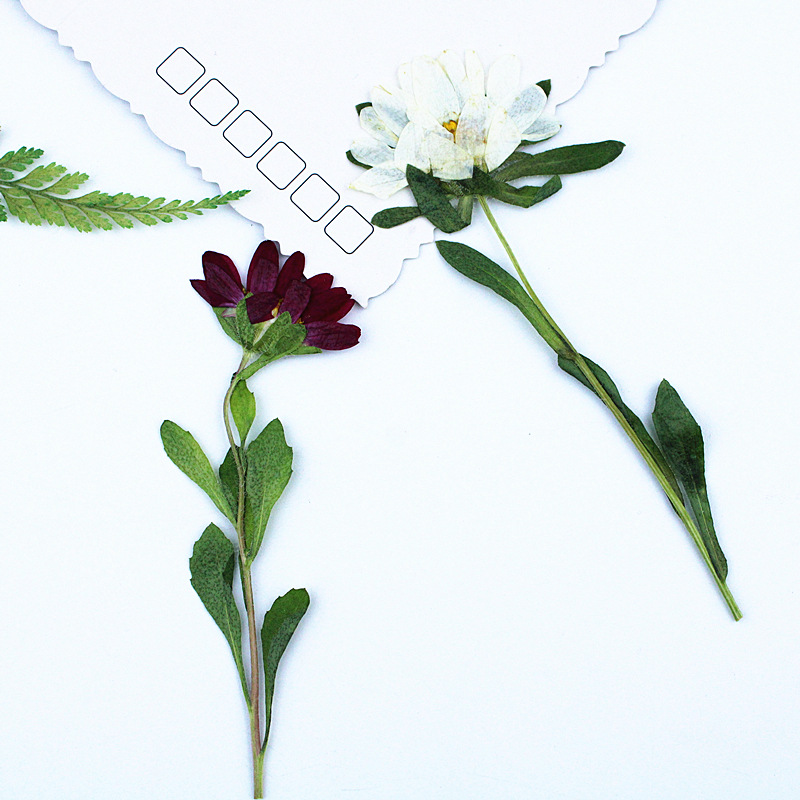 24pcs,Mini Chrysanthemum Press – Dried Flower Bookmark recenzja i cena