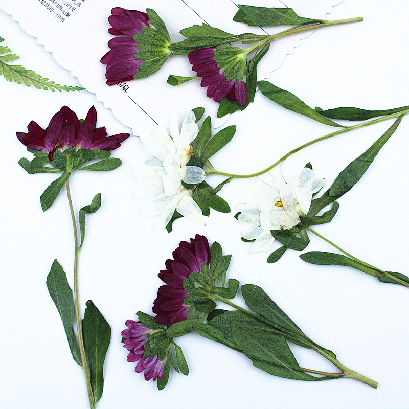 24pcs,Mini Chrysanthemum Press – Dried Flower Bookmark recenzja i cena