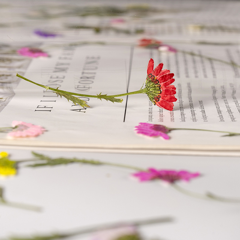 5-8cm/24pcs,Side pressed cryst – Dried Flower Bookmark recenzja i cena